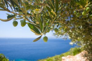 tree-1754051_1920